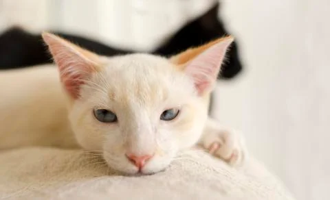 Kitten Stare Closeup Stock Photos