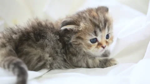 A Kitten Staring to the Side 스톡 동영상 332499094