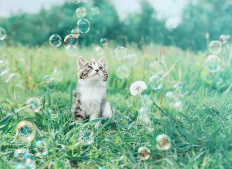 Kitten staring at soap bubbles Stock Photos