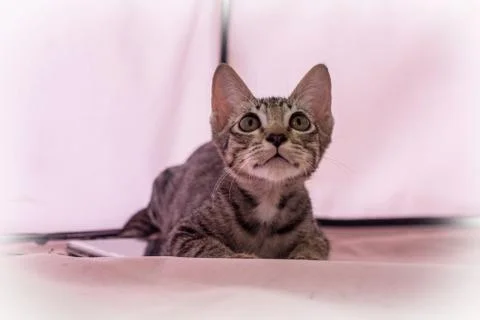 Kitten staring at something with attention. Stock Photos