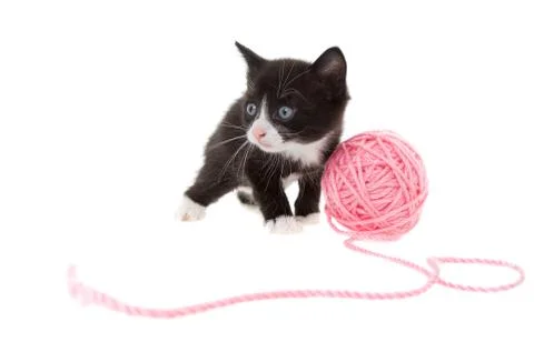 Kitten with string Foto stock