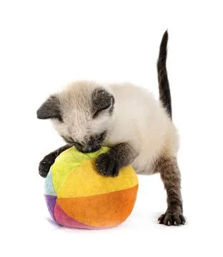 Kitten in studio Stock Photos