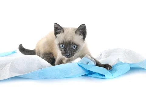 Kitten in studio Stock Photos