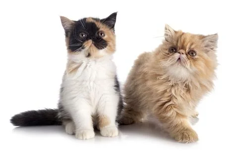 Kitten in studio Stock Photos