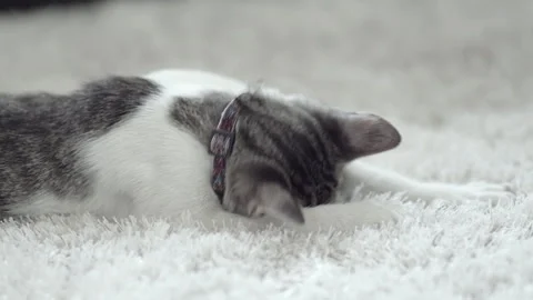 The kitten sucks carpet before bedtime Stock Footage 330044402