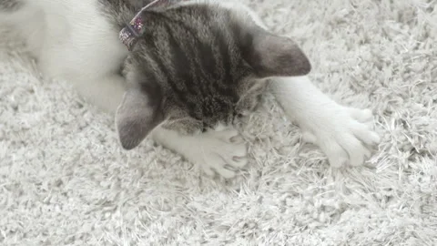 The kitten sucks carpet before bedtime Stock Footage 330044683