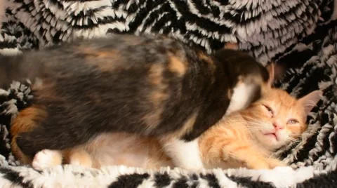 Kitten surprise attack Stock Footage 54806683