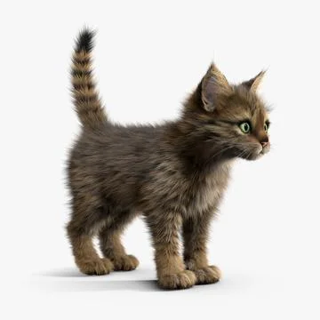 Kitten Tabby 3D Model