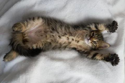 Kitten tabby stretched its paws up creative kitten kitten scares paws up Stock Photos