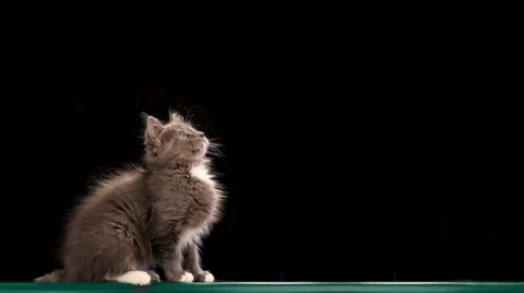 Kitten on the Table Stock Footage 1101057