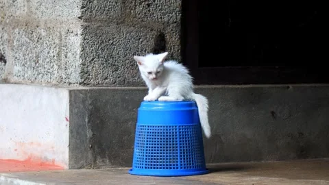 Kitten taking rest on an inverted blue dustbin Stock Footage 252054077