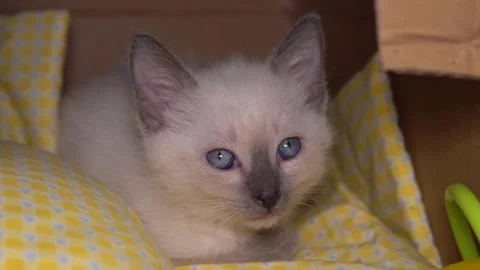 A kitten of a Thai or Siamese breed sits in a cardboard house or box and wash Stock Footage 171109416