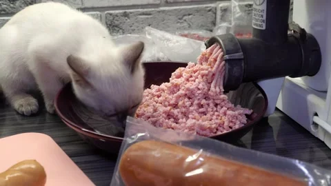 A kitten of a Thai or Siamese breed sits on the kitchen table counter and eat Stock Footage 173411505
