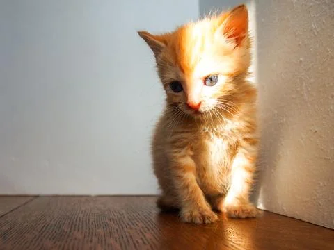 Kitten thinking in the corner with natural light Stock Photos