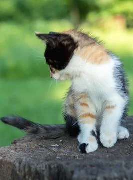 Kitten of three colors, three months old.... kitten of three colors, three mo Foto stock