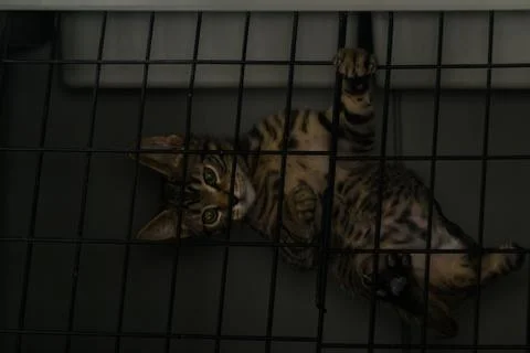 Kitten with three legs hanging like a monkey in the cage Stock Photos