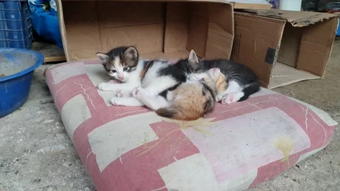 Kitten time lapse 動画素材 192322950