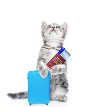 Kitten tiny holds suitcase and passport with airline tickets and looks up. is Stock Photos