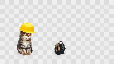 Kitten with tools Stock Footage 208413327