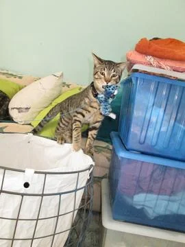 Kitten with toy Stock Photos