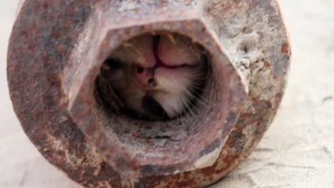 Kitten trapped in abondoned handpump Stock Footage 150716436