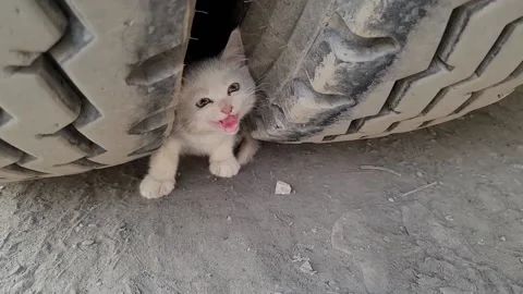 Kitten trapped in a tyre and someone rescue her Stock Footage 150716467