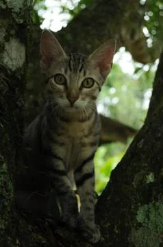 Kitten on tree Foto stock