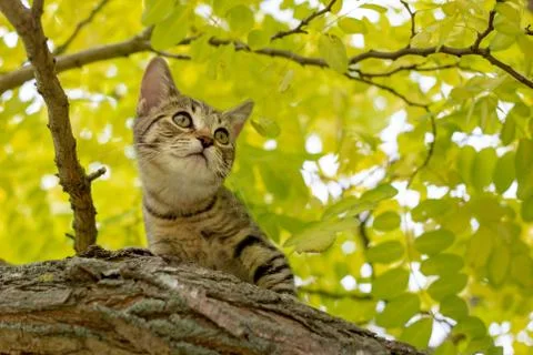 Kitten in a tree Stock Photos