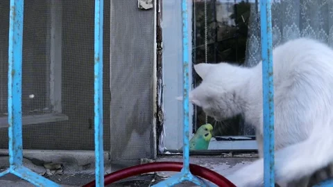 A kitten trying to attack a budgie parrot .  cat is hunting bird. white cat Stock Footage 141278202