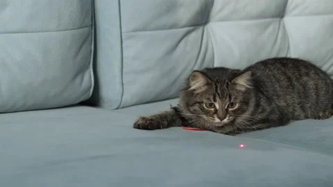 Kitten trying to catch a red dot. Funny cat playing with laser pointer Stock Footage 221747214