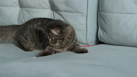 Kitten trying to catch a red dot. Funny cat playing with laser pointer Stock Footage 221832940