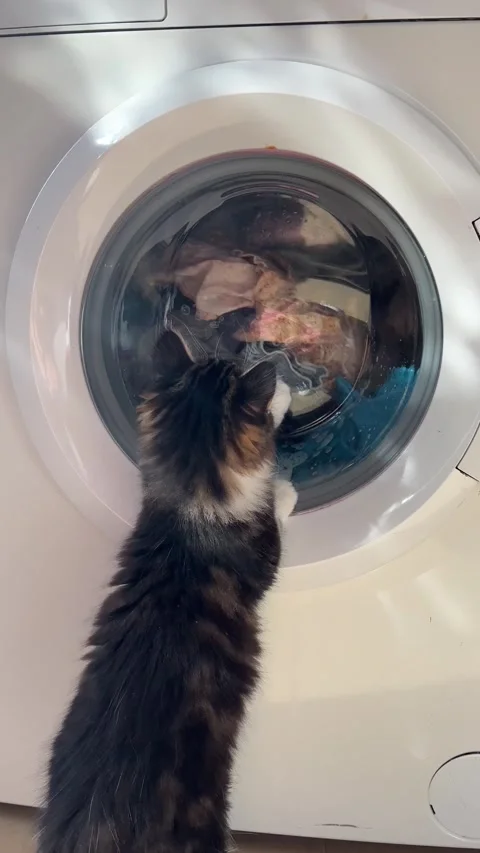Kitten trying to catch spinning clothes in the washing machine Stock Footage 328840543