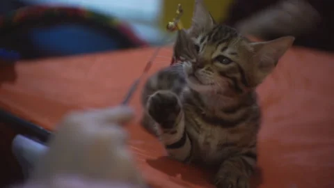 The kitten is trying to catch a toy that is in the hands of the owner. Stock Footage 122526433