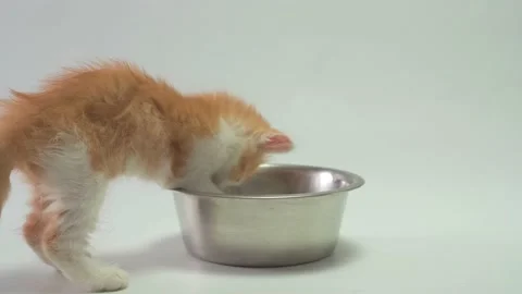 Kitten trying to eat from a very large bowl Stock Footage 159668518