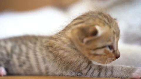 Kitten trying to stand Stock Footage 120719710