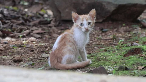 A kitten turns its head quickly and looks straight at the camera. Stock Footage 310565767