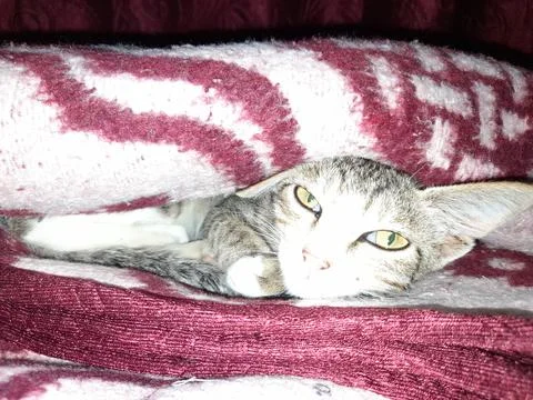 KITTEN UNDER BLANKET Stock-Fotos