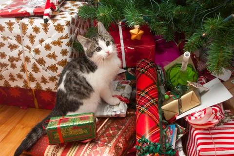 Kitten under christmas tree Stock Photos