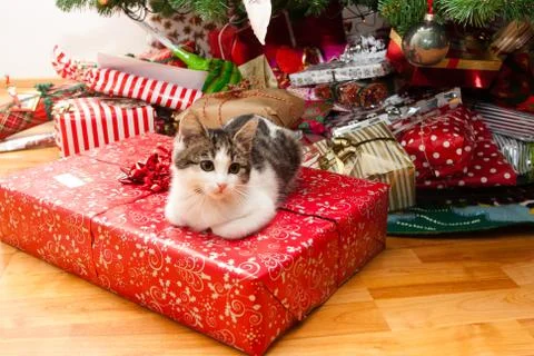 Kitten under christmas tree Photos