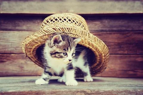 Kitten under the hat Stock Photos