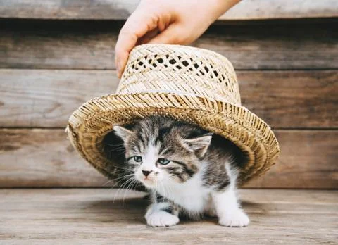 Kitten under the hat Stock Photos