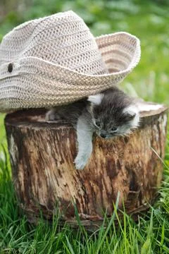 Kitten under hat. Two kittens playing on a stump. Stock Photos
