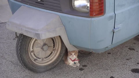 Kitten under the moped. The cat is lying near the wheel. Stock Footage 287660027