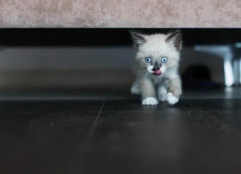 Kitten is under the sofa Stock Photos
