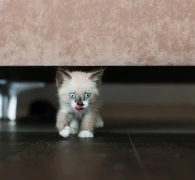Kitten is under the sofa Stock Photos