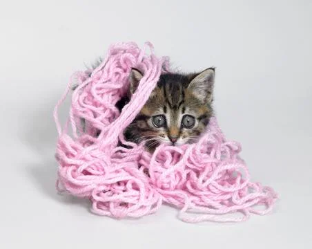 Kitten under wool Stock Photos