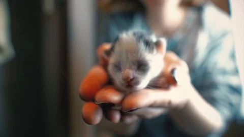 Kitten with unopened eye on palm, smallest, baby animal in woman's hand. Stock Footage 106789274
