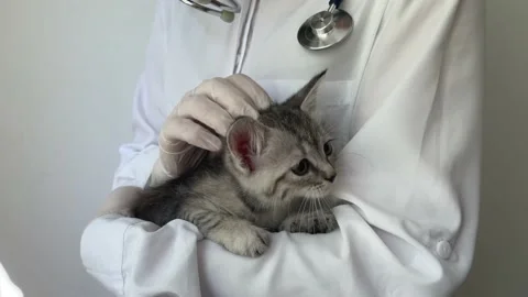 Kitten in a veterinary clinic Stock Footage 238819068