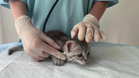 Kitten in a veterinary clinic. Stock Footage 238819088