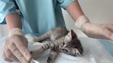 Kitten in a veterinary clinic. 스톡 동영상 238819597